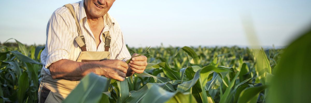 Portrait of senior hardworking farmer agronomist in corn field checking crops before harvest.